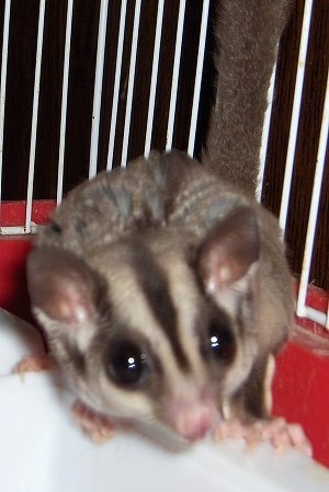 Close up - A sugar glider is standing on the side of a cage.