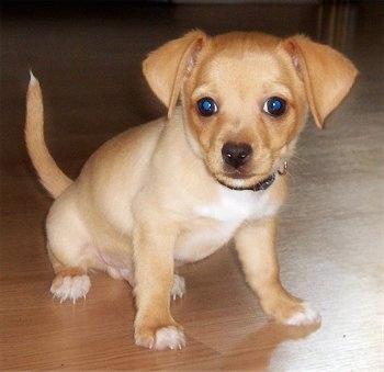 Close up front side view - A small wide tan with white Taco Terrier puppy standing across a hardwood floor looking forward. Its ears hang down to the sides and its tail is up. It has wide round dark eyes.