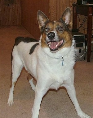 A white with black and tan Texas Heeler is standing in a carpet, it is looking up, its mouth is open and it looks like it is smiling. The dog has perk ears and it has a playful stance.