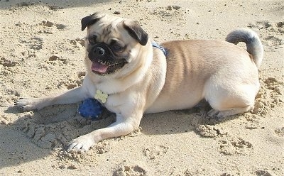The left side of a tan with black Tibetan Pug dog laying across sand and there is a blue ball in front of it. Its mouth is open and its tongue is sticking out. The dog has a thick body and a tail that curls up over its back. Its face is pushed back and it has a black nose.