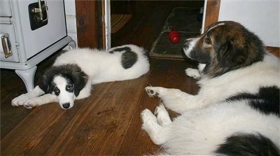 A white with gray Tornjak puppy is laying down across a hardwood floor and across from it is an adult white with black and brown Tornjak dog that is looking to the left.