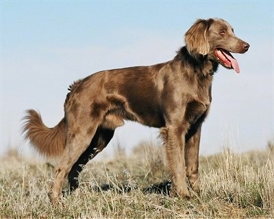 The right side of a long coated gray Weimaraner dog standing across a field with medium sized grass. Its mouth is open and tongue is sticking out. It has longer fringe hair on its tail, back of its legs and ears. It has a gray nose and the dog looks relaxed and happy.