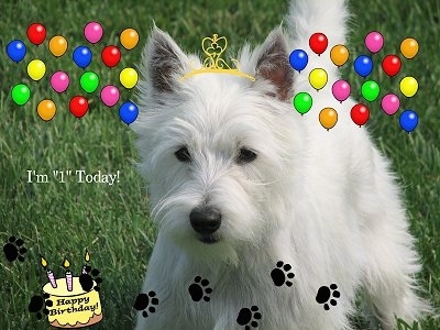 The front left side of a soft looking, long coated, West Highland White Terrier dog standing on grass. It has a crown, balloons, paws and a birthday cat clipart overlayed on the image. The words - I'm '1' Today! - is overlayed.