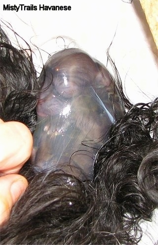 Close up - Whelping puppy still in a sac.