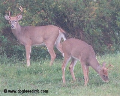One buck standing on grass, Another buck eating the grass