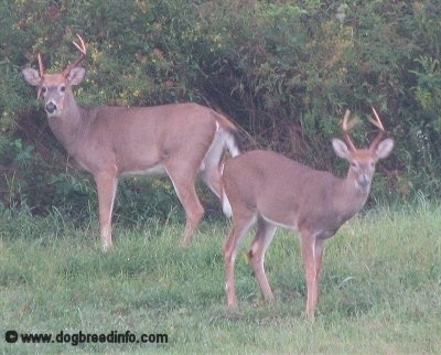 Two buck standing on grass. One is stand to the right and the other is standing to the left, but they are both looking forward.