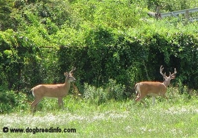 The right side of Two Deers walking a treeline on grass