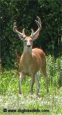 Six Point buck standing on grass in front of a wooded area