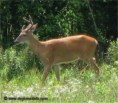 The left side of a buck walking a treeline through grass and it is looking to the left.