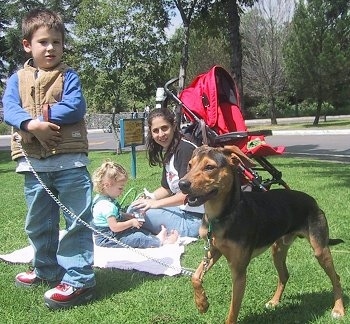 The front left side of a black and brown Xoloitzcuintli dog that is standing across grass and its left paw is in the air. There is a lady sitting with a baby on a blanket and there is a boy holding the leash of the dog.