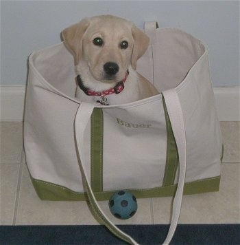 A yellow Labrador Retriever puppy is sitting inside of a white and green canvas bag that has a blue ball in the white tiled floor in front of it.
