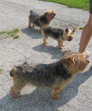 Tootsie, Doogie and Jack, three Yorkshire Terriers standing outside