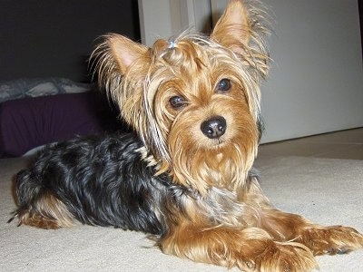 The front right side of a black with tan Yorkshire Terrier dog laying across a tan carpet looking forward. It has pointy perk ears with long fringe hair hanging from them. Wide round dark eyes and a big black nose.