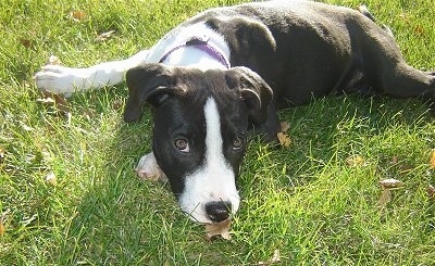 A black and white Pit Bull Puppy laying down on grass and it is looking forward.