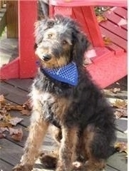 Front side view - An Airedoodle puppy with a blue bandana sitting on a wood porch deck with a red plastic chair behind it.