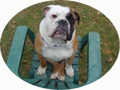 Amos Moses the black, tan and white EngAm Bulldog is sitting backwards on his bum in a plastic green lawn chair out in a yard. he is looking up at the person with the camera.