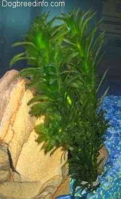 An Anacharis Plant is next to a rock in an aquarium