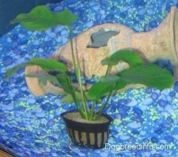 An Anubis Nana plant in front of a broken vase inside of a fish tank