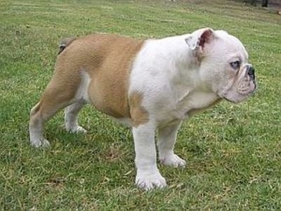 The right side of a brown with white Australian Bulldog puppy that is standing across a lawn and it is looking to the right.