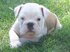 The front left side of a brown with white Australian Bulldog puppy that is laying down in a yard