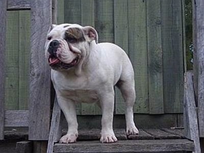 A white with a gray patch over its eye Australian Bulldog is standing at the top of wooden steps and it looking to the left.