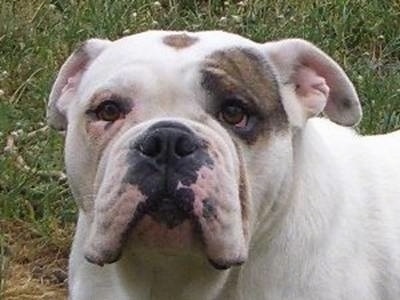 Close Up - the face of a white with brown Australian Bulldog that is standing on grass outside.