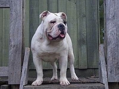 A white Australian Bulldog is standing at the top of wooden stairs, it is looking to the right , its mouth is open and its tongue is out.