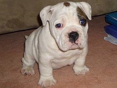 The front right side of a white with brown Australian Bulldog puppy that is sitting on a carpet, there is a couch behind it and it is looking forward.