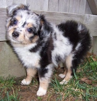 The front left side of a merle Aussiedoodle puppy that is standing against a wooden fence.