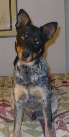View from the front - A perk-eared, black with brown and gray ticked Australian Cattle Dog/Doberman mix sitting on a human's bed looking forward. Its head is tilted to the right.
