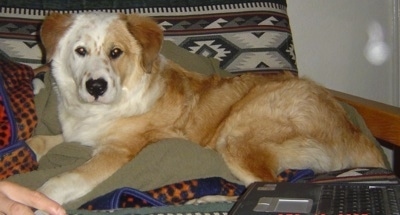 The left side of a brown with white Australian Retriever puppy that is laying across a bed, next to a laptop and it is looking forward.