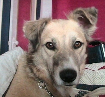 Close up head shot - A tan with black Golden Retriever/Australian Shepherd mix is wearing a choke chain collar laying on a bed and looking at the camera. There is a red, white and black wall behind it.