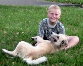 A tan with black Golden Retriever/Australian Shepherd mix breed dog is laying on and in the lap of a child who is sitting behind it in the grass. The dog's mouth is open and its tongue is hanging to the left of its mouth.