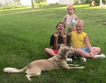 A tan with black Golden Retriever/Australian Shepherd is laying in grass with its mouth open. There are three children sitting and standing behind it. One of the boys is making a funny face with four fingers in the air.