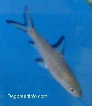A Bala Shark is swimming downward
