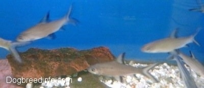 A school of Bala Sharks are swimming ober rocks white rocks in a blue tank