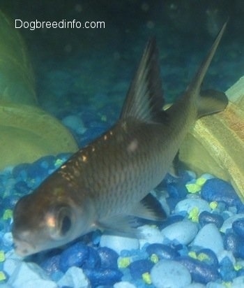 Close Up - A Bala Shark is at the bottom of a fish tank