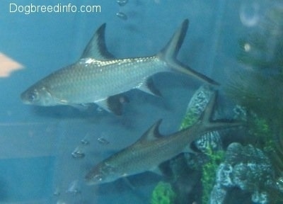 Two long silver with black Bala sharks swimming in an aquarium