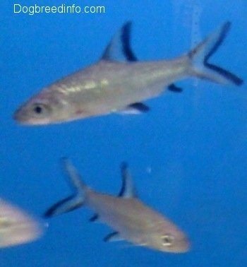 Three Bala Sharks are swimming. Two are swimming to the left and One is swimming to the right
