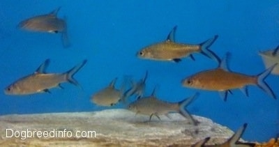 A School of Bala Sharks are swimming over a rock. The tank has a blue background.