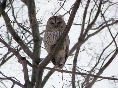 Barred Owl standing in a tree looking at the camera holder
