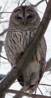 Barred Owl sitting in a tree