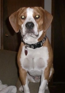A brown and white Beabull is sitting in front of a door on a carpet.
