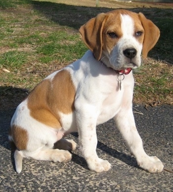 A tan with white Beagle mix puppy is sitting on a black top surface and it is looking forward.