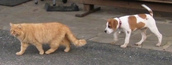 A tan with white Beagle mix puppyis walking on a black top surface behind an orange cat. The dog is the same size as the cat.