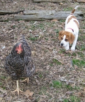 A tan with white Beagle mix puppy is walking down grass stalking a black and white chicken.