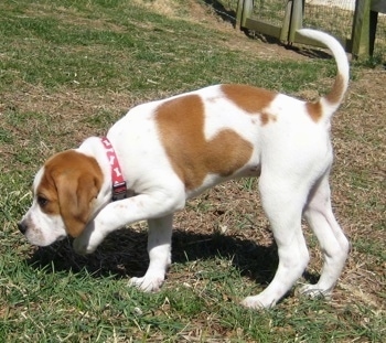 A tan with white Beagle mix puppy is walking around grass and it is sniffing the ground. Its front paw is in the air and its tail is up.