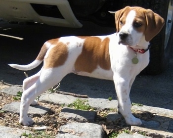 A tan with white Beagle mix puppy is standing on stones in grass and it is looking behind its back.