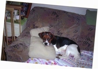 Bam the Beaglier laying on a couch with his head on a pillow