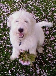 Teddy the Bearded Collie sitting in the field of lilacs